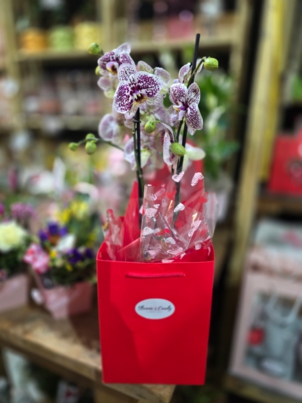 Pink orchid in ceramic pot for same day delivery in Bromley