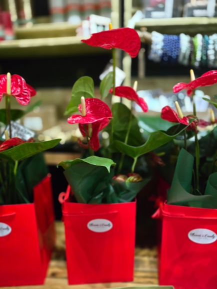Anthurium Plant Giftwrapped 