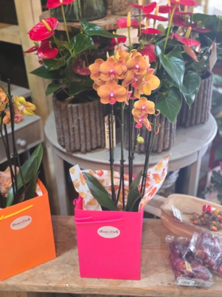 Orange phanelopsis orchids gift by Blooms and Candy Florist