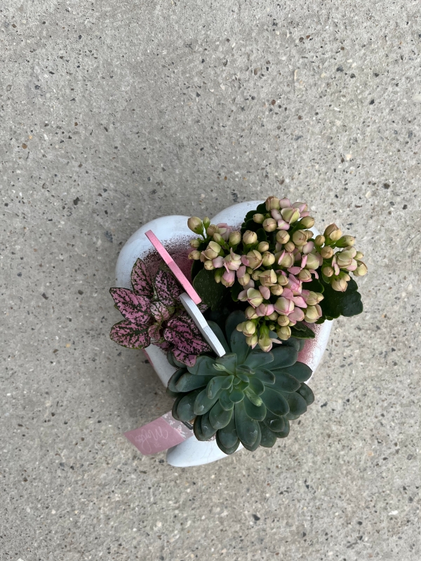 Such a cute and long lasting gift made of planted kalanchoe and succulents in heart shaped ceramic planter.  25cm wide By florist in Hayes, Bromley, Kent for special delivery on Mother’s Day 19th of March 2023