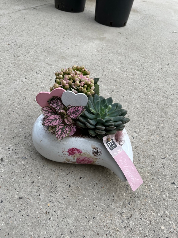 Such a cute and long lasting gift made of planted kalanchoe and succulents in heart shaped ceramic planter.  25cm wide By florist in Hayes, Bromley, Kent for special delivery on Mother’s Day 19th of March 2023