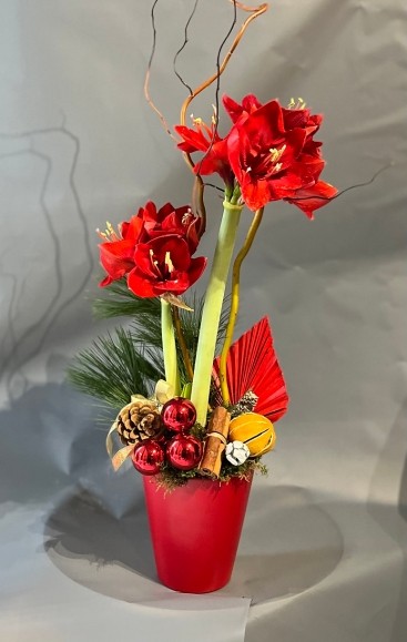 Christmas Amaryllis Plant dressed with Chrismas decorations by florist in Croydon for delivery in CR0 CR2 CR3 CR4 CR5 CR6 CR7 CR8 SE25 CR4 SM1 SM2 SM4 SM5 SW!^