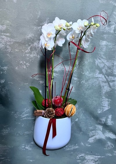 Christmas orchid planter for guaranteed delivery before Christmas from Blooms and Candy Flower Studio in Hayes for delivery in BR1 BR2 BR3 BR4 BR5 BR6 BR7 BR8 CR