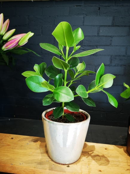 Indoor plants for same Day delivery in Br