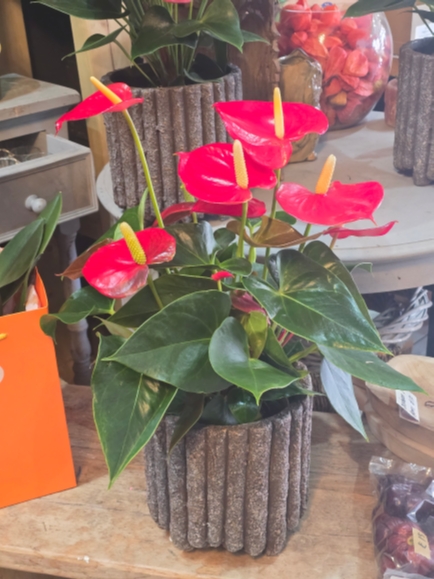 Anthurium plant gift set by Blooms and Candy Florist from Hayes, Kent.