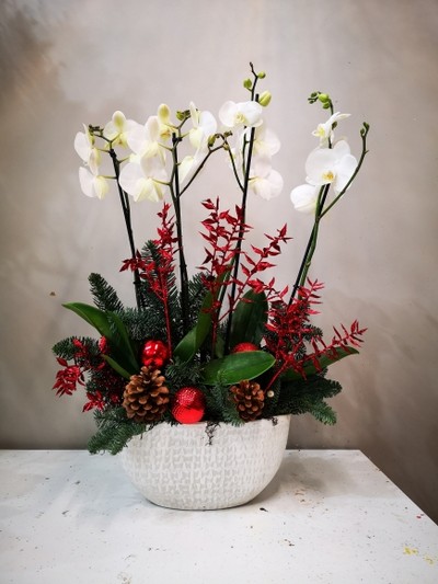 Phanelopsis orchid, large white planter for Christmas season made by florist in Hayes, Bromley, UK for delivery in South London