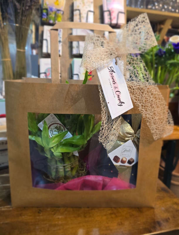 Lucky bamboo planter with Belgian Chocolates gift set