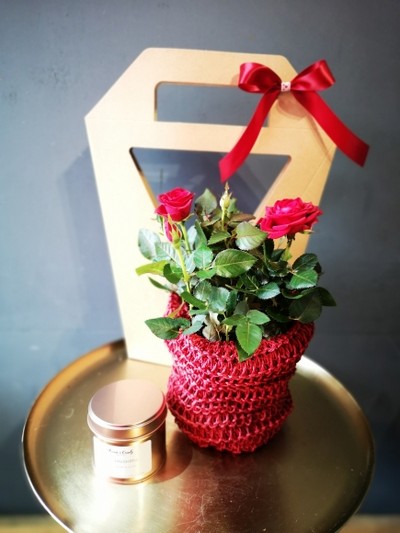 Red roses plant giftwrap with soy wax candle for same day delivery in Bromley, wrapped by florist in Br