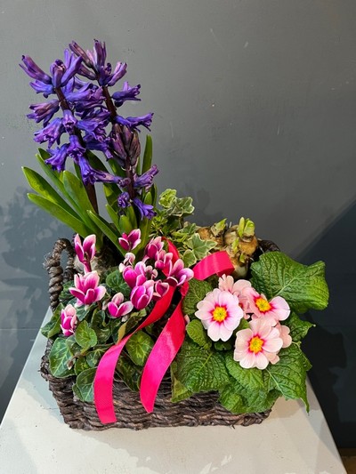 Spring gift planter by florist in Hayes, Bromley, Kent for same day delivery in BR1 BR2 BR3 BR4 BR5 BR6 BR7 BR8 TN16 SE9 SE6 SE12 SE25 CR00
