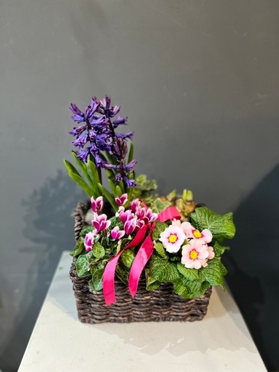 Spring gift planter by florist in Hayes, Bromley, Kent for same day delivery in BR1 BR2 BR3 BR4 BR5 BR6 BR7 BR8 TN16 SE9 SE6 SE12 SE25 CR00