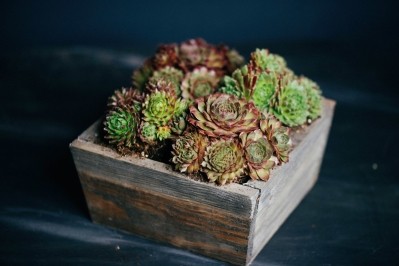 Succulent Planter