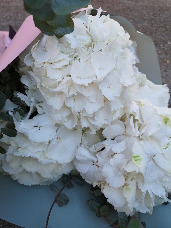 White hydrangeas lifestyle flowers wrap with eucalyptus made by florist near me in Bromley 