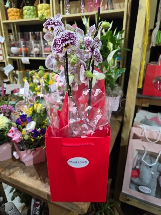 Pink orchid in ceramic pot for same day delivery in Bromley