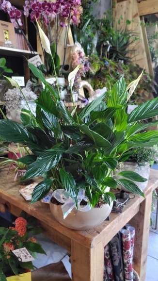 large indoor plant for same day delivery in Bromley, Beckenham, Orpington, Chislehurst, Sidcup, Biggin Hill, new Addington, Selsdon, Addington Village, Cony Hall, Crystal Palace, Shirley, West Wickham, Addiscombe, Elmers End