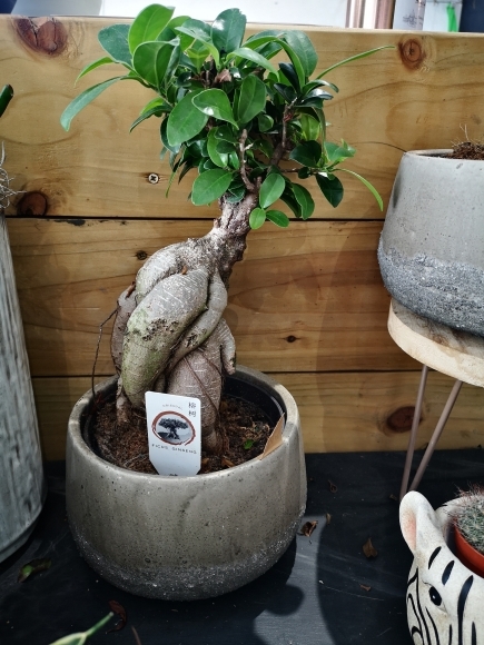 Bonsai Tree indoor plant for delivery in Bromley