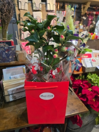 Camelia Plant by Blooms and Candy Florist