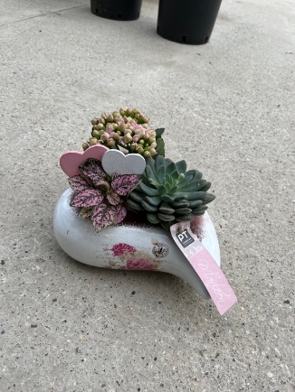 Such a cute and long lasting gift made of planted kalanchoe and succulents in heart shaped ceramic planter.  25cm wide By florist in Hayes, Bromley, Kent for special delivery on Mother’s Day 19th of March 2023