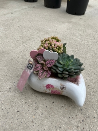 Such a cute and long lasting gift made of planted kalanchoe and succulents in heart shaped ceramic planter.  25cm wide By florist in Hayes, Bromley, Kent for special delivery on Mother’s Day 19th of March 2023