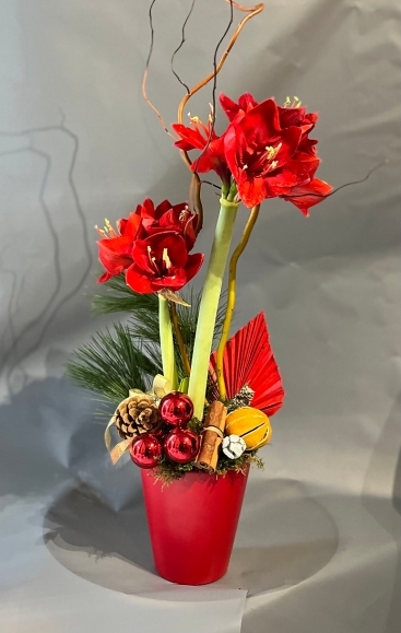 Christmas Amaryllis Plant dressed with Chrismas decorations by florist in Croydon for delivery in CR0 CR2 CR3 CR4 CR5 CR6 CR7 CR8 SE25 CR4 SM1 SM2 SM4 SM5 SW!^