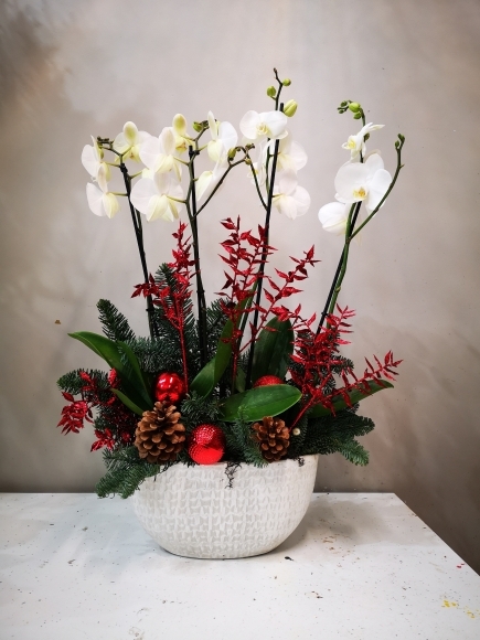 Festive Orchids Planter