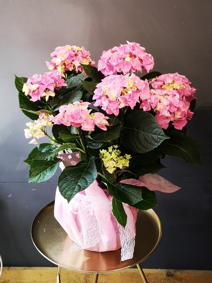 Hydrangea plant by florist in HAYES, Bromley