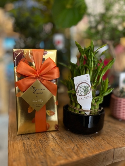 Gift set with lucky bamboo and belgian Chocolate, perfect gift set made by florist in Bromley, Beckenham, Croydon, Orpington, Sidcup, Chislehurst,West Wickham, Shirley, Hayes, Buggin Hill, Woldingham, Selsdon, Adding Village, Gravel Hill, Elmers End, Cony Hall, Bromley South, Bickley