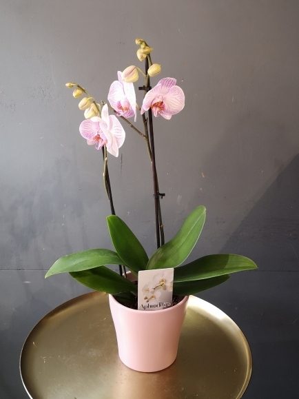 Pink orchid in ceramic pot for Mother's Day same day delivery in Bromley