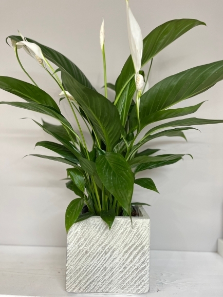 large indoor plant for same day delivery in Bromley, Beckenham, Orpington, Chislehurst, Sidcup, Biggin Hill, new Addington, Selsdon, Addington Village, Cony Hall, Crystal Palace, Shirley, West Wickham, Addiscombe, Elmers End