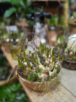 Spring planter for same day delivery in BR CR TN163 SE12 SE3 SE9 SE25