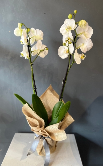 80cm tall double stems phanelopsis orchid in ceramic gold pot. By florist in Haye, Bromley 