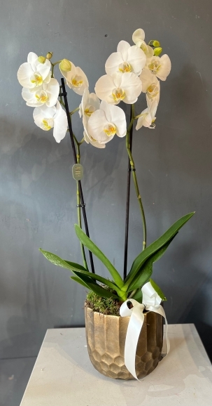 80cm tall double stems phanelopsis orchid in ceramic gold pot. By florist in Haye, Bromley 